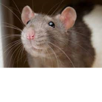 the ratty's