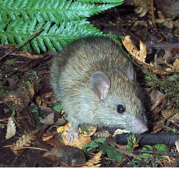 rat forest