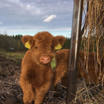 aesthetic cow group