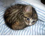 KittenPlaysGames Fan Group