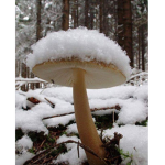Mushroooom’s