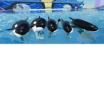 Rose Falls aquarium