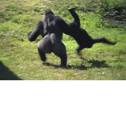 The Ape Room