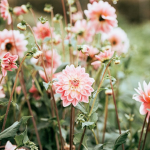 ɞ willow’s blossom’s ʚ