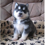 huskies group