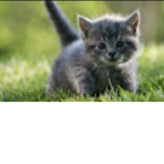 Kitty cat pros
