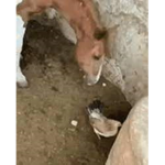 Horse Eating Chicken Studios