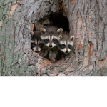 TreEs Of Da RacOoNs
