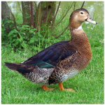 Lonley Ducks
