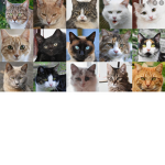 The cat network