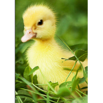 Chuck Da Duck’s Pond
