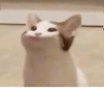 pog dog and cat