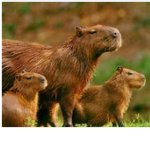 Squirrel army! Forever!