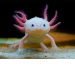 Axolotls Time