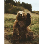 Bears4Life