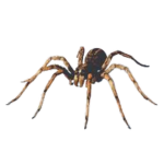 GRAMAZIL SPIDER