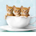 Kitty Fans YAY!