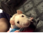 The Crazy pet rats