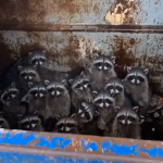 The Raccoons Dumster