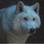 Bloody Dire Wolf