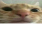 cat moment