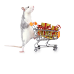 My rat besties!