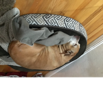 DOGGO’S best cats hate