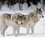 Blue Wolves on ice
