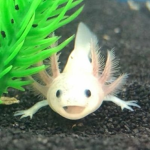 Axolotl ~ Squad