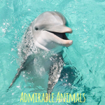 Admirable Animals