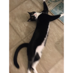 Cat snaps