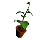 “Herb Of Viridis” Games
