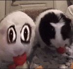 image of two guinea pigs eating what seems to be r