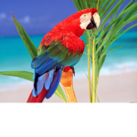 Parrot studios