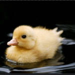The duck club!..