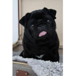 The Amazing Pug Group
