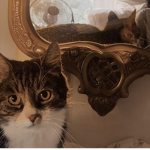 cat & clove