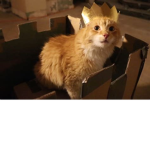 The Kittycat Group