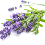 l&vendar