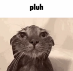 pluhhh productions