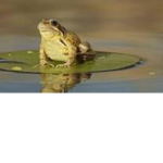 Frog pads