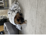 ROSIE DOG SQUAD