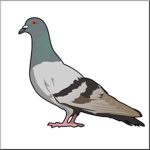 The bigger pigeon fan club.
