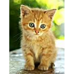 i love cats more than dogs