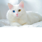 Curtis Cat's Group