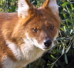 Dholes United!