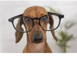 Eu amo dogs!