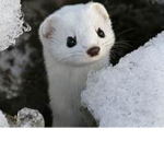 weasel club