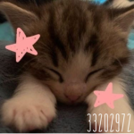 pretty cat :3