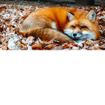 The Foxy Fan Group